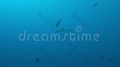 珊瑚礁上的灰礁鲨